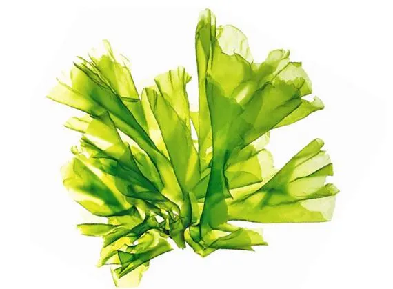 thalion alga